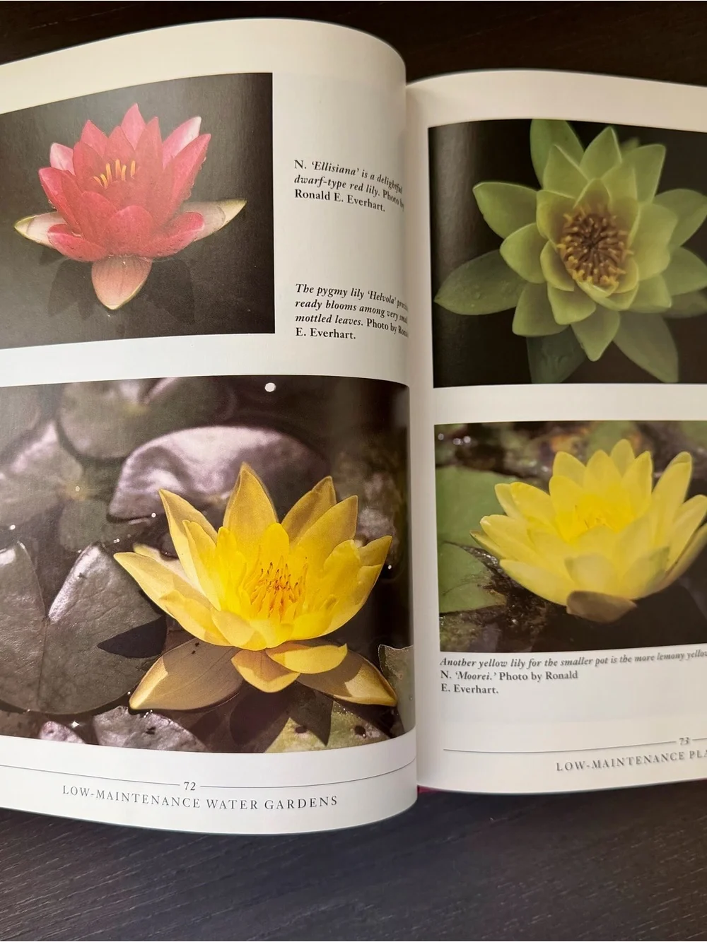 Low-Maintenance Water Gardens — Green Cover by Helen Nash